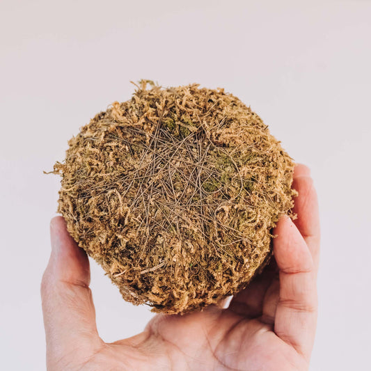 Kokedama Ball