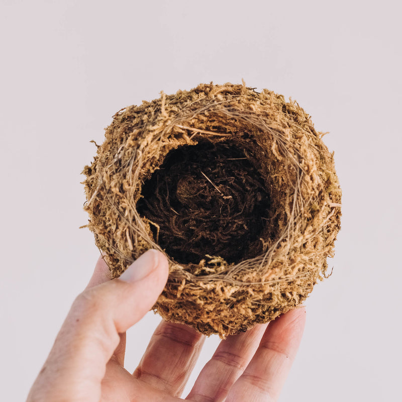 Kokedama Ball