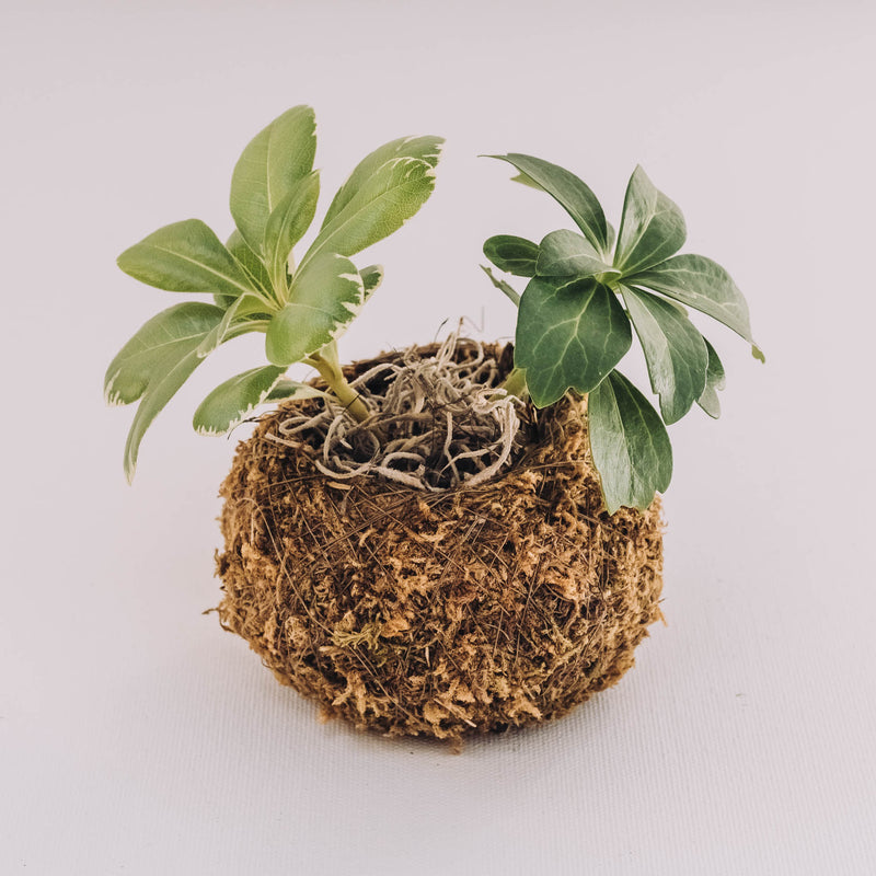 Kokedama Ball